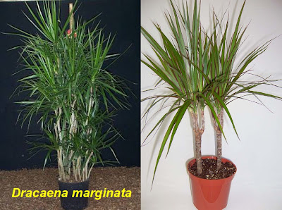 Dracaena marginata.jpg